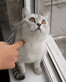 壁纸 动物 猫 猫咪 小猫 桌面 261_326 竖版 竖屏 手机 gif 动态图 动