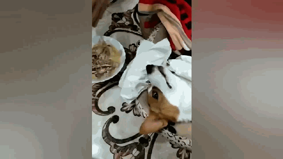 柯基坐月子,躺在窝里边喂奶边吃肉,喝鲫鱼汤还让主人