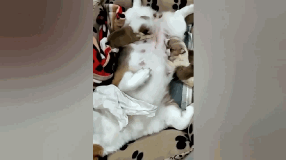 壁纸 动物 狗 狗狗 560_314 gif 动态图 动图