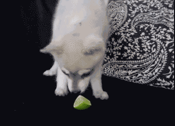 壁纸 动物 狗 狗狗 352_254 gif 动态图 动图