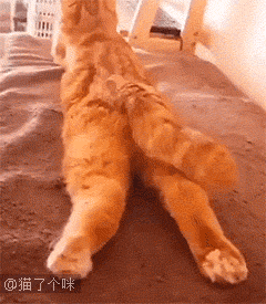 猫知道自己有尾巴吗?真实案例曝光