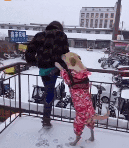 女孩佯装跳楼,拉布拉多死死咬住衣服不松口!