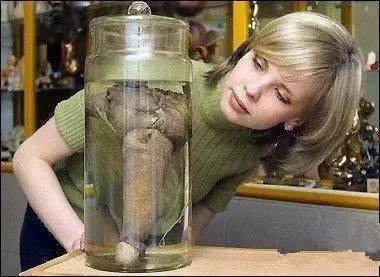 该博物馆展示出的这个生殖器官在疲软状态下长达28.