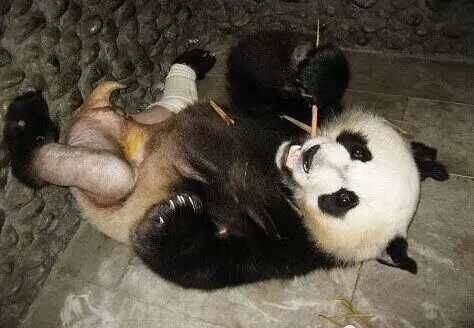 大熊猫打架骨折,工作人员不得已脱了它的裤子!