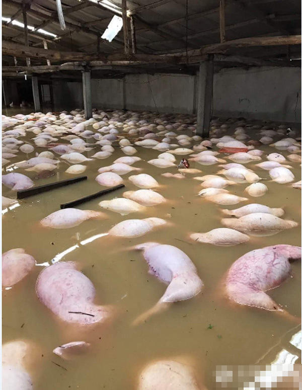 越南暴雨洪灾养猪场死猪一片
