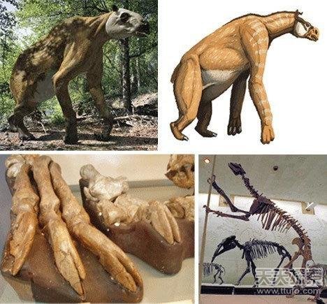 千年难遇!世界上已经灭绝的超级怪物 如史前蜈