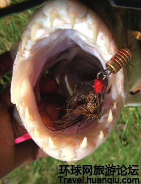 非洲河流里吃人不吐骨头的杀手(6)