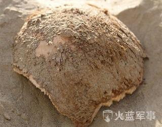 新疆发现巨人墓葬 尸骨超2米(13)