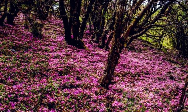 华能风电被指毁坏大理野生杜鹃花海 调查组急