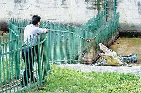 母猪体内惊现婴儿吓坏当地村民(18)