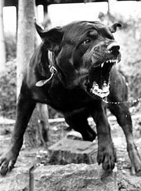 母猪体内惊现婴儿吓坏当地村民(19)