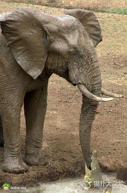 馒头的英语,我羞涩写下了momo(11)