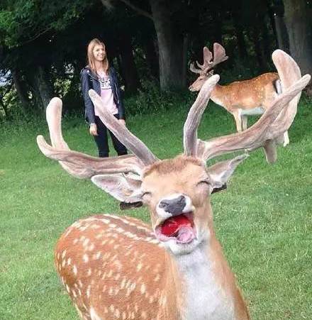 壁纸 动物 狗 狗狗 440_451