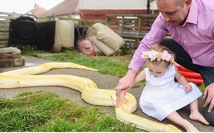 女童把巨蟒当摇篮家养19条大蟒蛇 小女孩戏耍蟒蛇照片