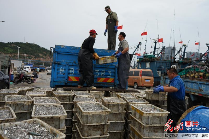 今天,为期3个月的黄渤海伏季休渔结束,黄渤海渔区的近5万艘渔船又可