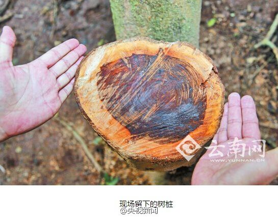 中科院西双版纳热带植物园价值 百万 元 黄花梨被 