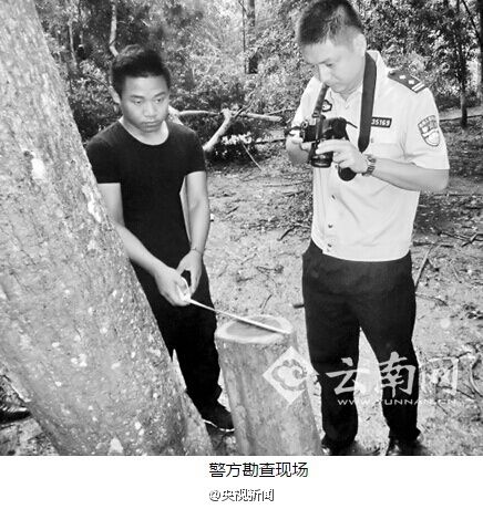 中科院西双版纳热带植物园价值 百万 元 黄花梨被 