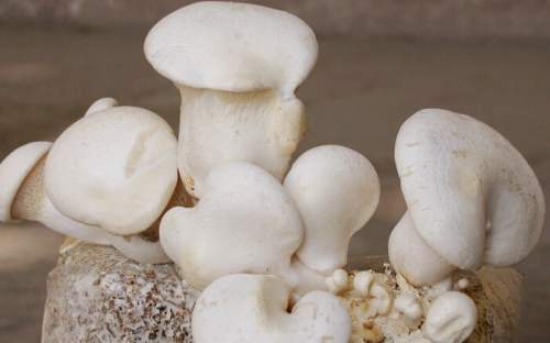  杨树菇5.2公斤  直径达到40厘米