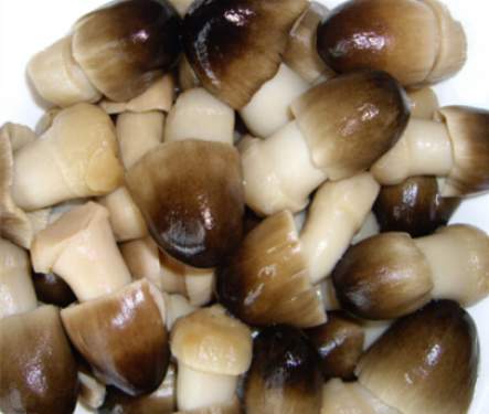  杨树菇5.2公斤  直径达到40厘米