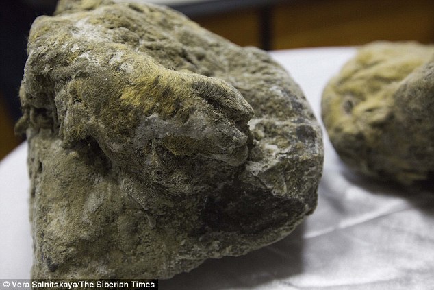 西伯利亚出土万年前洞狮幼崽遗骸:胡须清晰可