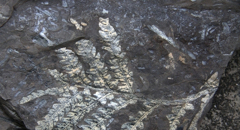 广州发现 亿年 古生物 化石  不少已被 烧成砖 (1)