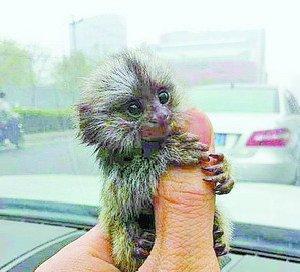 男子网上叫卖世界珍稀动物拇指猴 1只3万