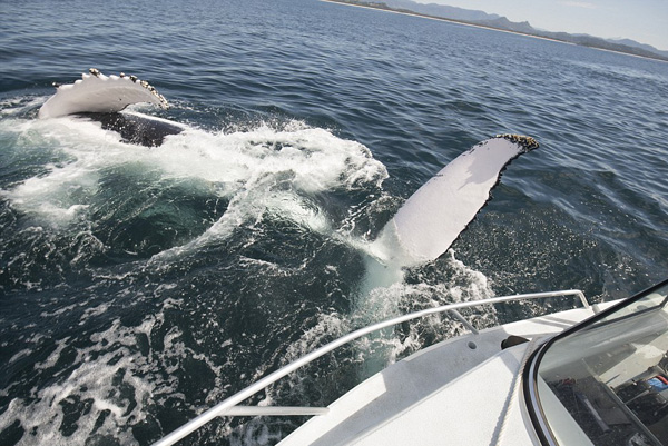 摄影师澳水域同 两头巨鲸玩自拍 