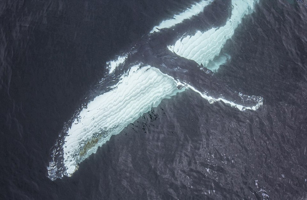 摄影师澳水域同 两头巨鲸玩自拍 