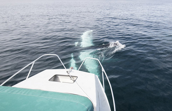 摄影师澳水域同 两头巨鲸玩自拍 