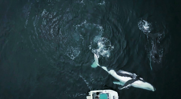 摄影师澳水域同 两头巨鲸玩自拍 