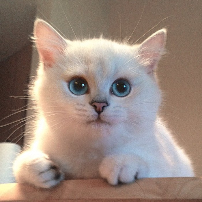英国o嘴震惊猫走红网络|英国o嘴 震惊 短毛猫走