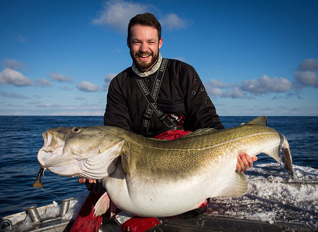  英 捕鱼者挪威海岸 钓到 84斤巨型鳕鱼 险破世界