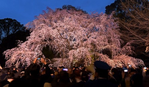 摄影师捕捉夜樱之魅:繁花似锦妩媚动人(组图)