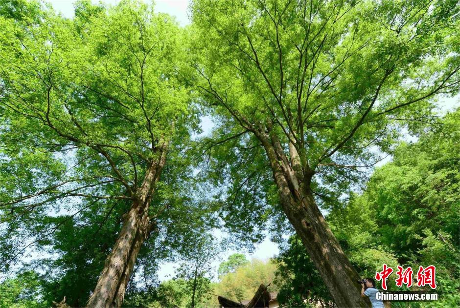 湖北现存最大千年野生榉树现身保康