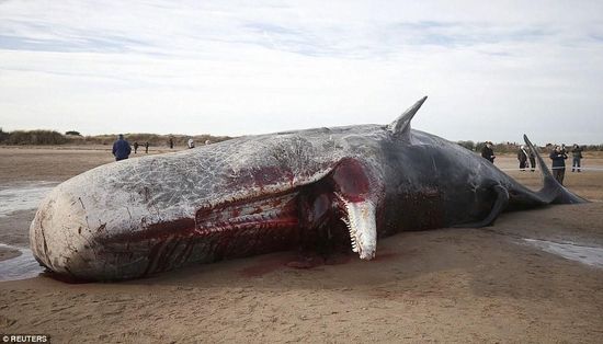 座头鲸 搁浅 海滩 居民认为正新鲜 当场 开 吃 