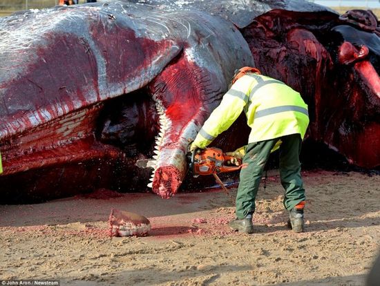 座头鲸 搁浅 海滩 居民认为正新鲜 当场 开 吃 