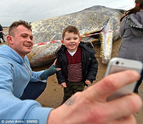 座头鲸 搁浅 海滩 居民认为正新鲜 当场 开 吃 