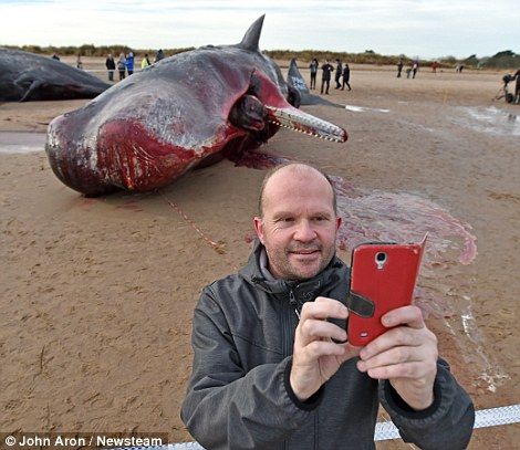座头鲸 搁浅 海滩 居民认为正新鲜 当场 开 吃 
