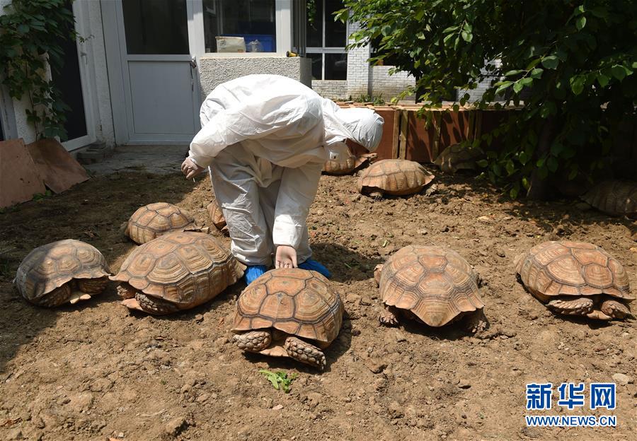 北京地区首次进口苏卡达陆龟等观赏野生动物