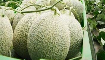 日本北海道现 天价 蜜瓜:2个瓜拍卖18万元