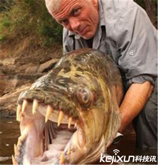 巨型食人鱼吃人只需1分钟