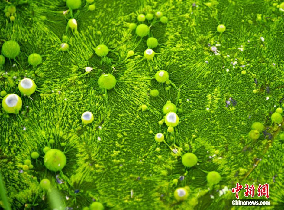 江西遂川持续高温 青苔形成"太空行星"图