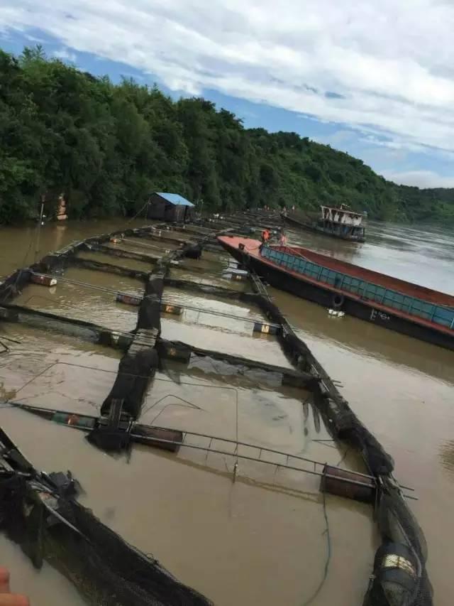 电站泄洪万吨 鲟 鱼逃逸 将威胁中华 鲟 