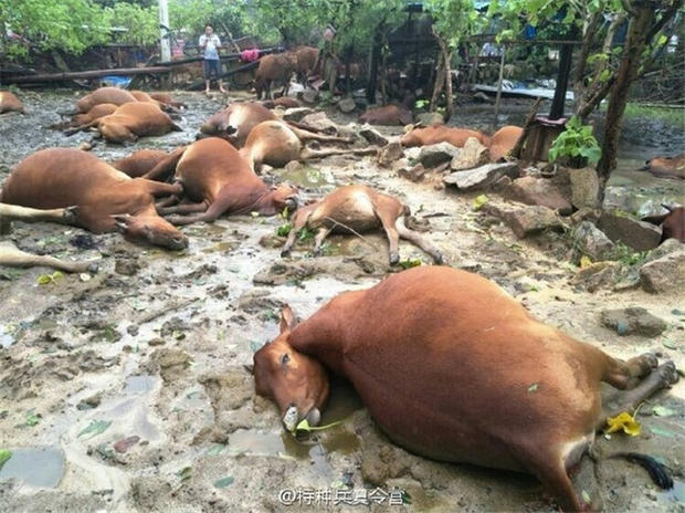 一夜台风后 海南31头怀胎母牛倒下了