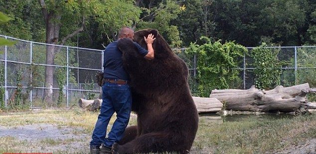 "激情"时刻:男子与棕熊互相拥抱蹭脸
