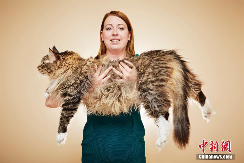 厉害了!英国缅因猫身长119厘米 成世界最长家猫