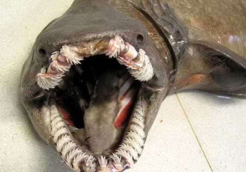 只见这条怪鱼长着一口锋利无比地牙齿,像是锯片的锯齿,让人不寒而栗