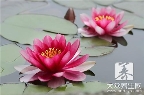 家有郁金香,头发险掉光!是真事还是谣传?