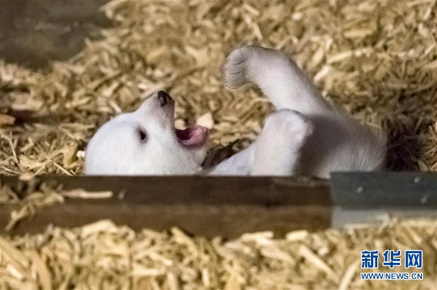 德国柏林动物发布新诞生北极熊宝宝照片