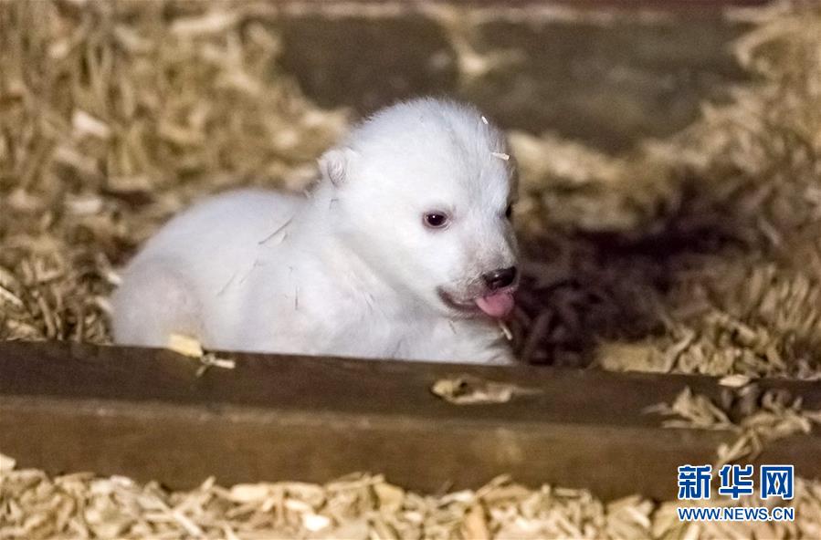 德国柏林动物发布新诞生北极熊宝宝照片